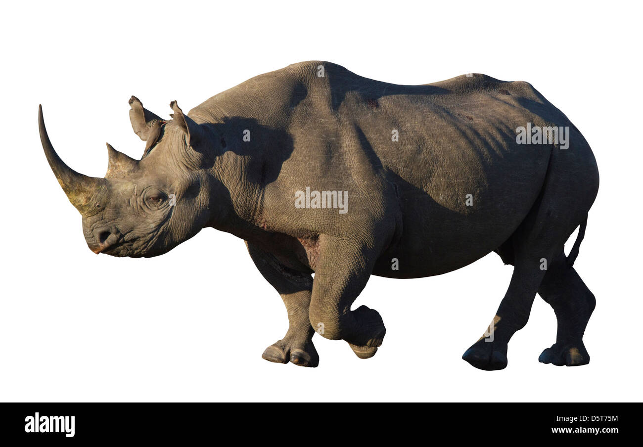 Black rhinoceros cutout Stock Photo