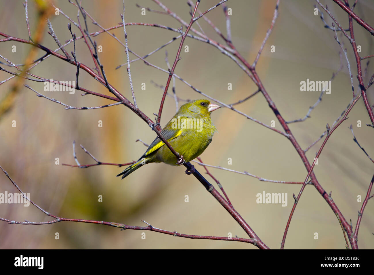 Greenfinch Carduelis chloris on silver birch branch Stock Photo