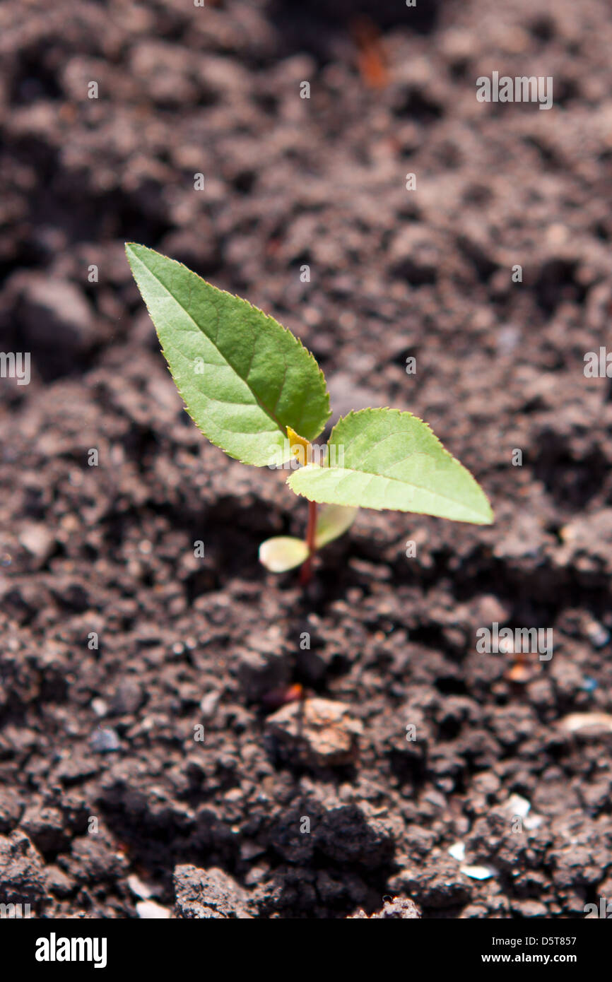 Green sprout in the ground, high resolution Stock Photo Alamy