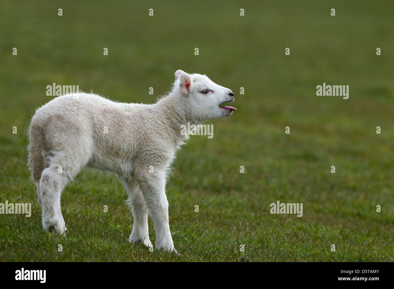 Lamb Bleating For Ewe Stock Photo Alamy
