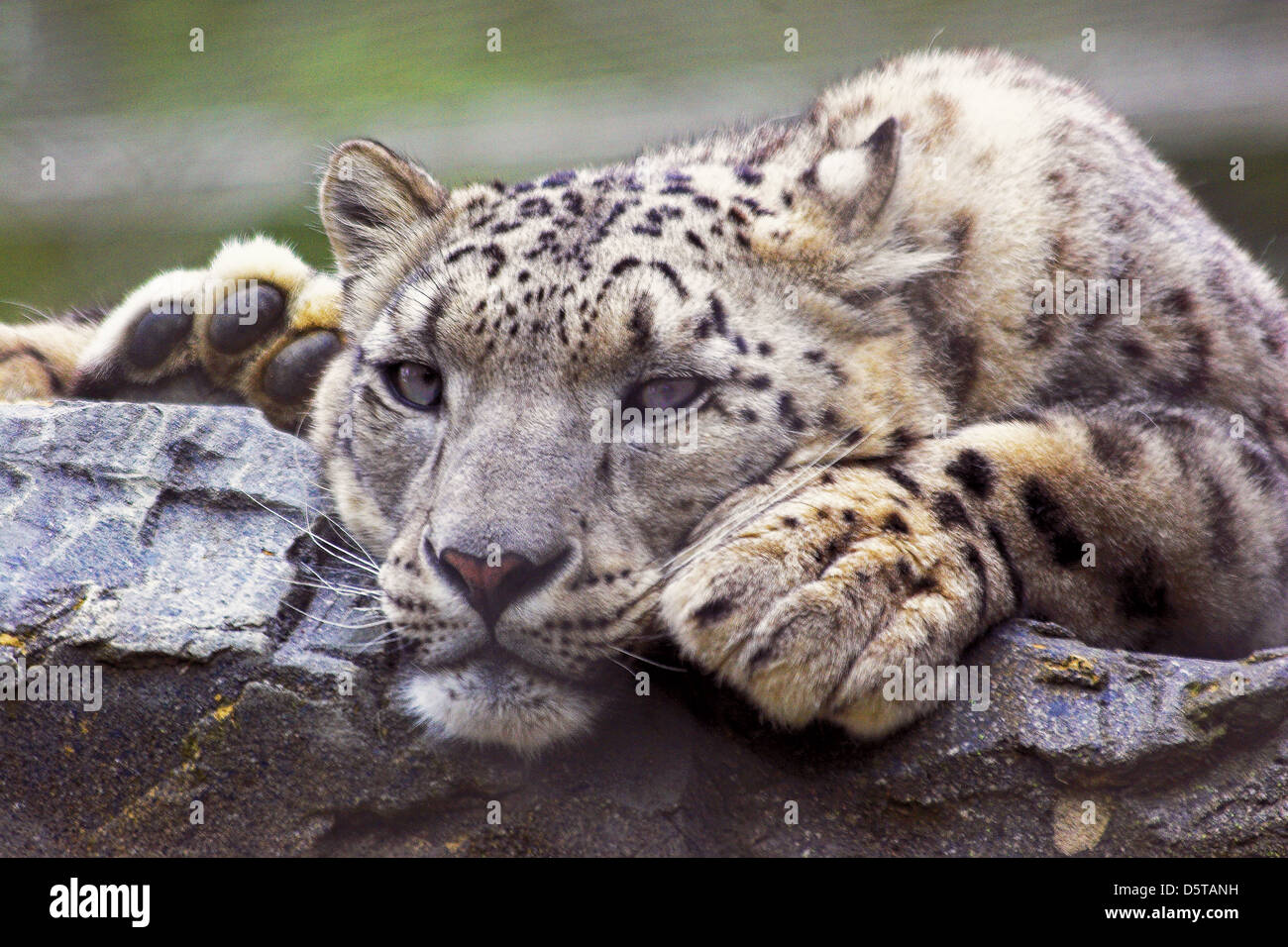 Snow Leopard In Captivity Stock Photo - Alamy