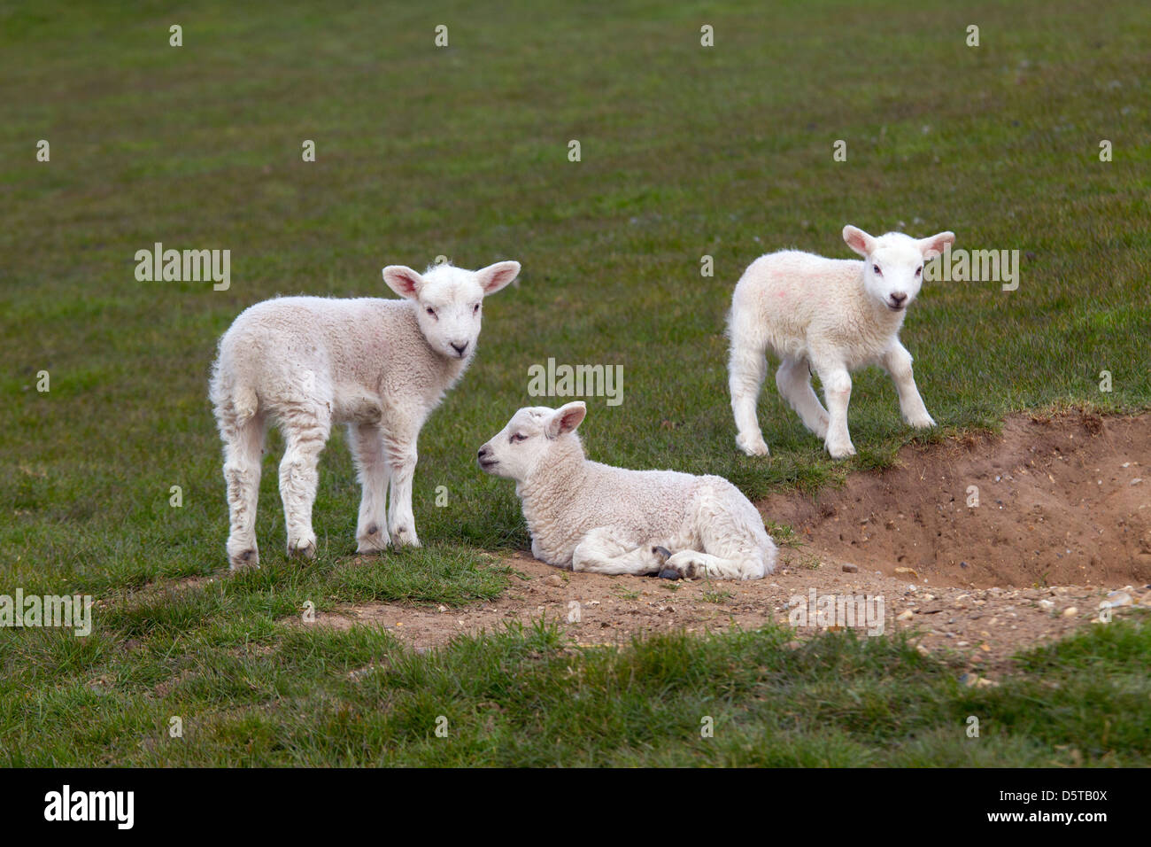 three Spring Lambs in grass meadow Stock Photo