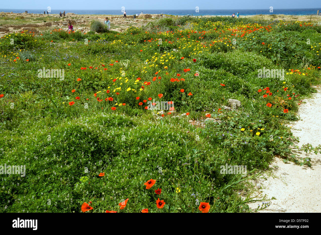 Spring flowers, Paphos, Cyprus Stock Photo Alamy