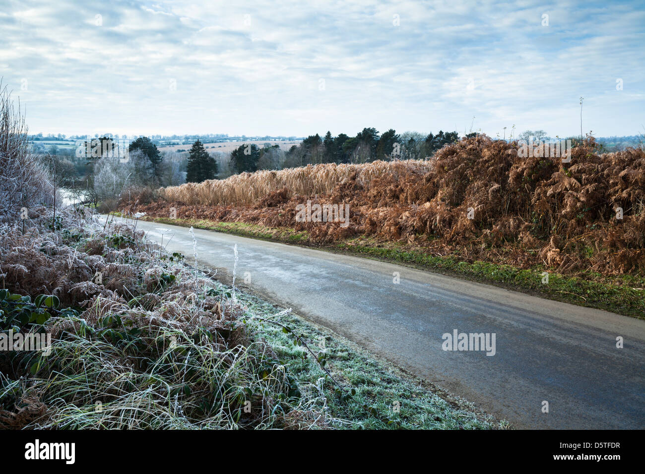 A roadside verge coated in Hoarfrost beside a narrow country lane and opposite is a field of Miscanthus near Coton, Northamptonshire, England Stock Photo