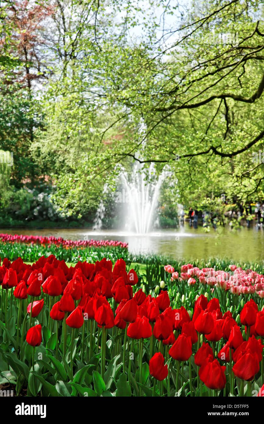 Colorful Tulips in Keukenhof Gardens Stock Photo - Alamy