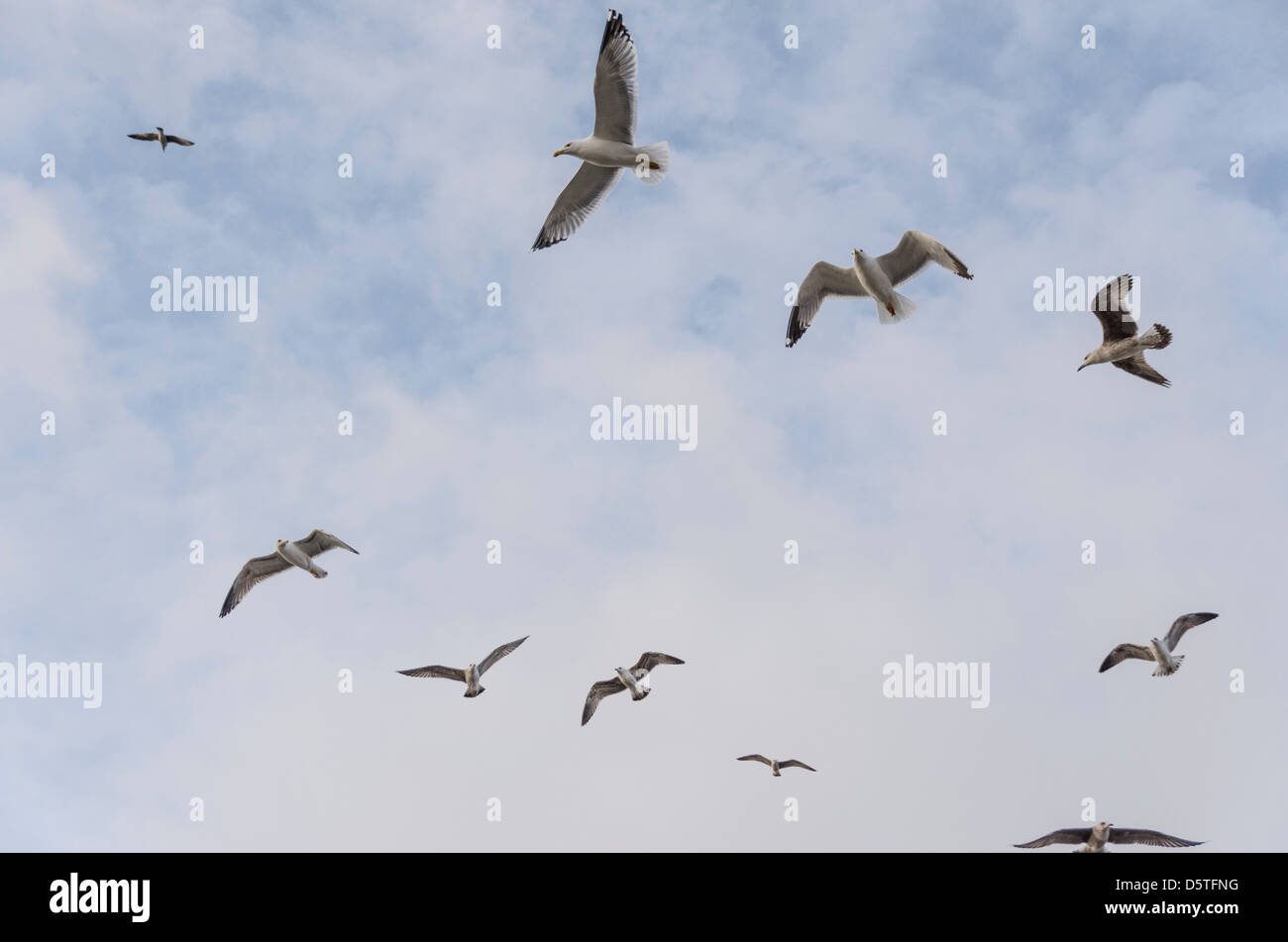 flying seagulls Stock Photo