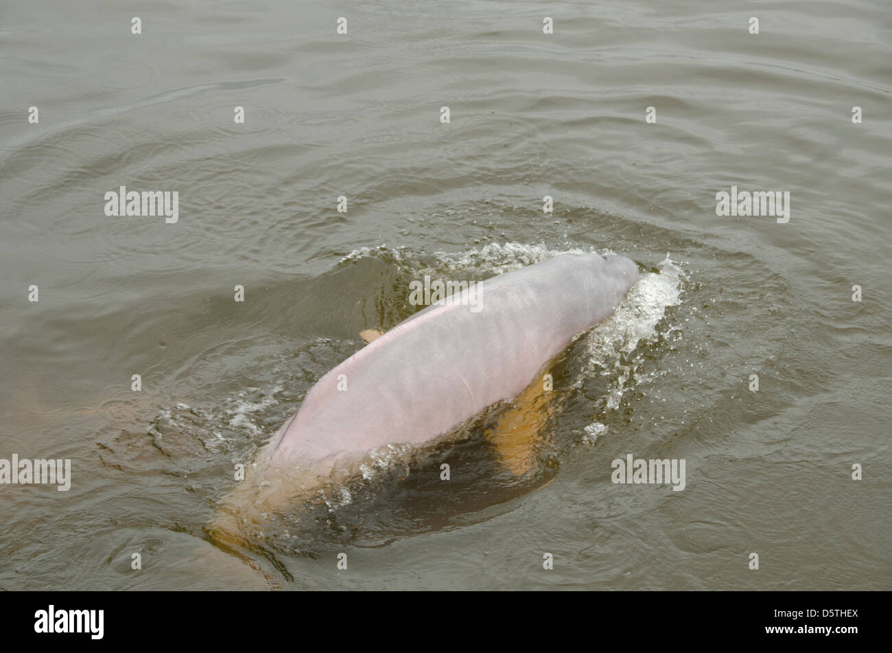 Brazil, Amazonas, Rio Tapajos, Santarem. Freshwater pink Amazon dolphin (WILD: Inia geoffrensis), endangered species. Stock Photo