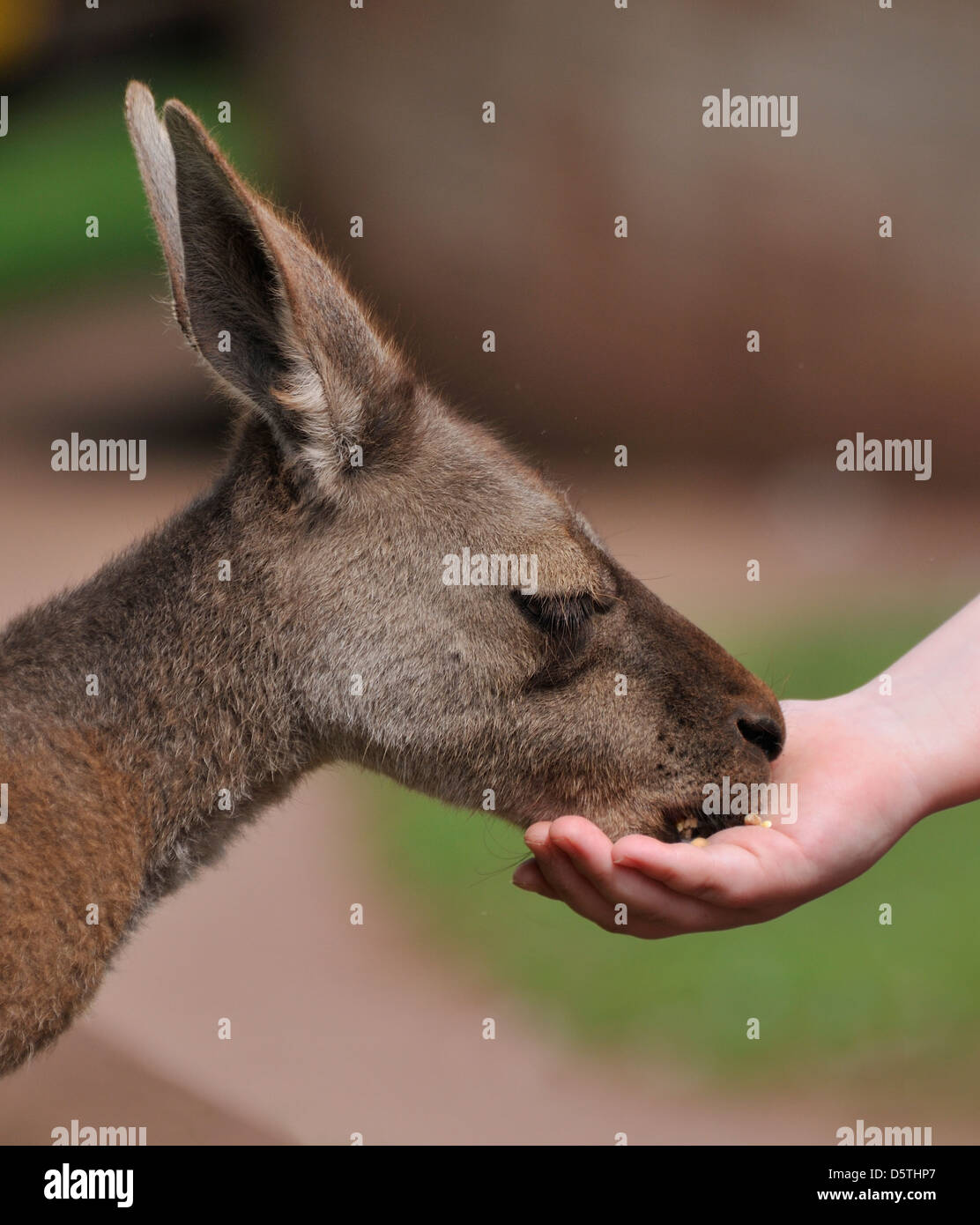 Baby kangaroo feeding by hand Stock Photo Alamy