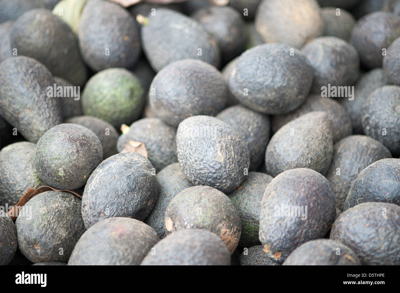Avocados at Lo Valledor central wholesale produce market in Santiago, Chile Stock Photo