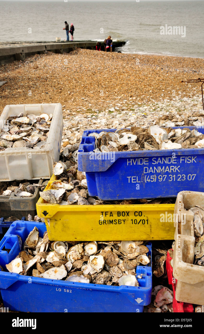 Whitstable, Kent, England, UK. Oyster shell recycling on the beach