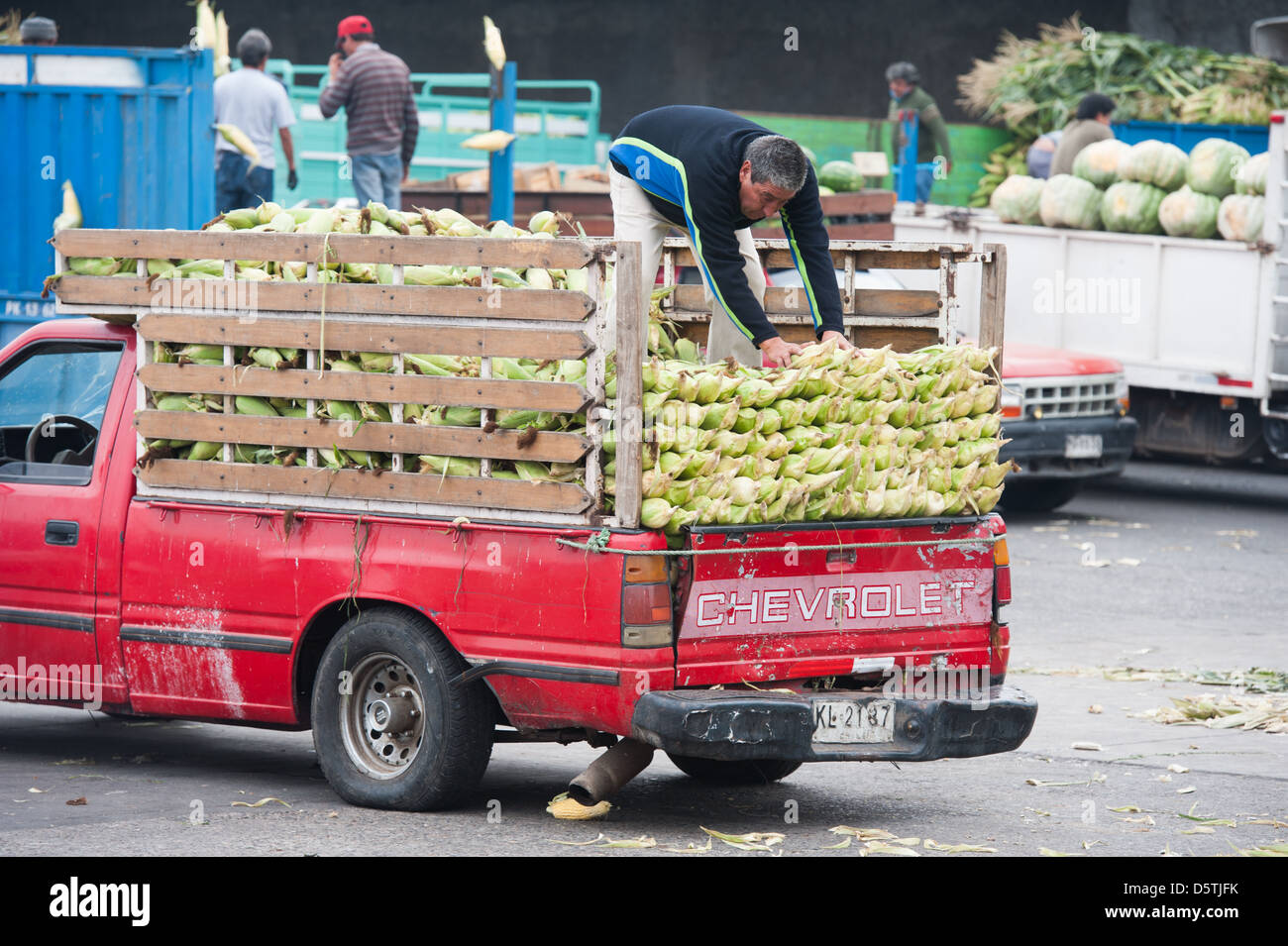 Worker moving vegetables in a truck at Lo Valledor central wholesale produce market in Santiago, Chile Stock Photo