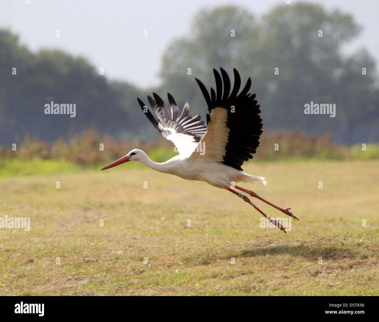 White Stork (Ciconia ciconia) taking off into flight in a summer meadow Stock Photo