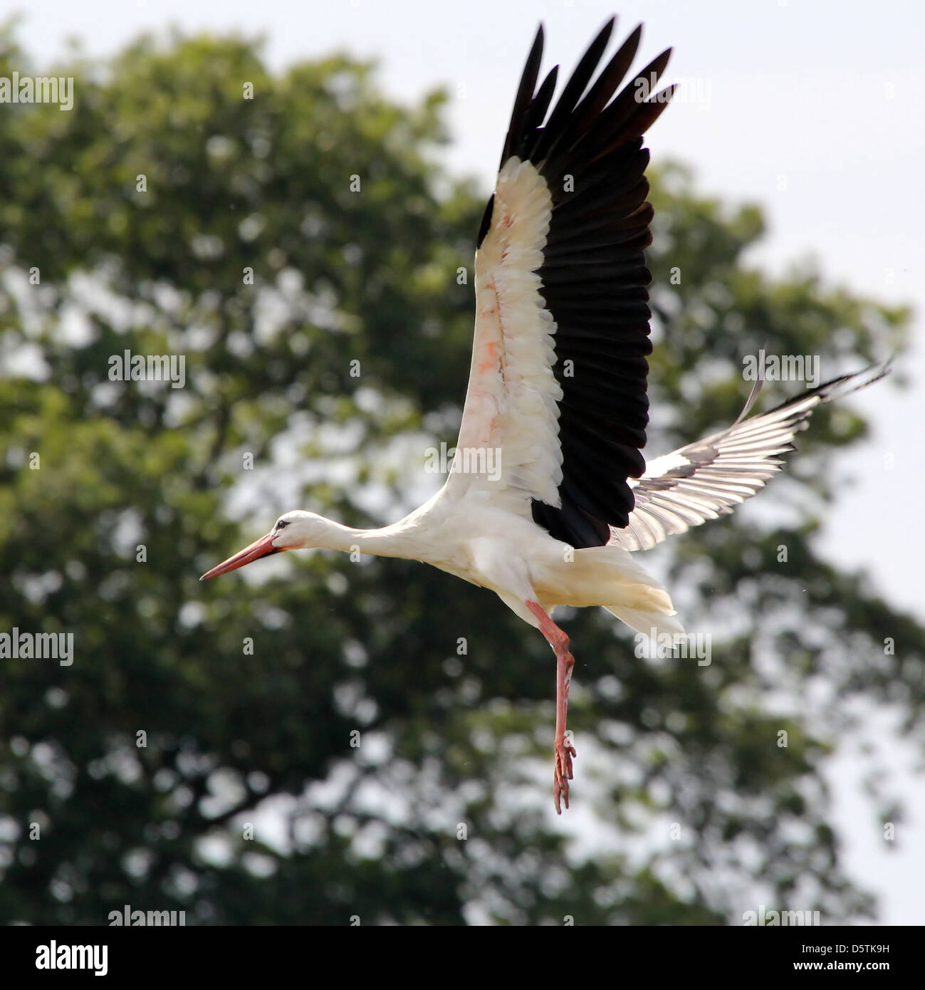White Stork (Ciconia ciconia) taking off into flight Stock Photo