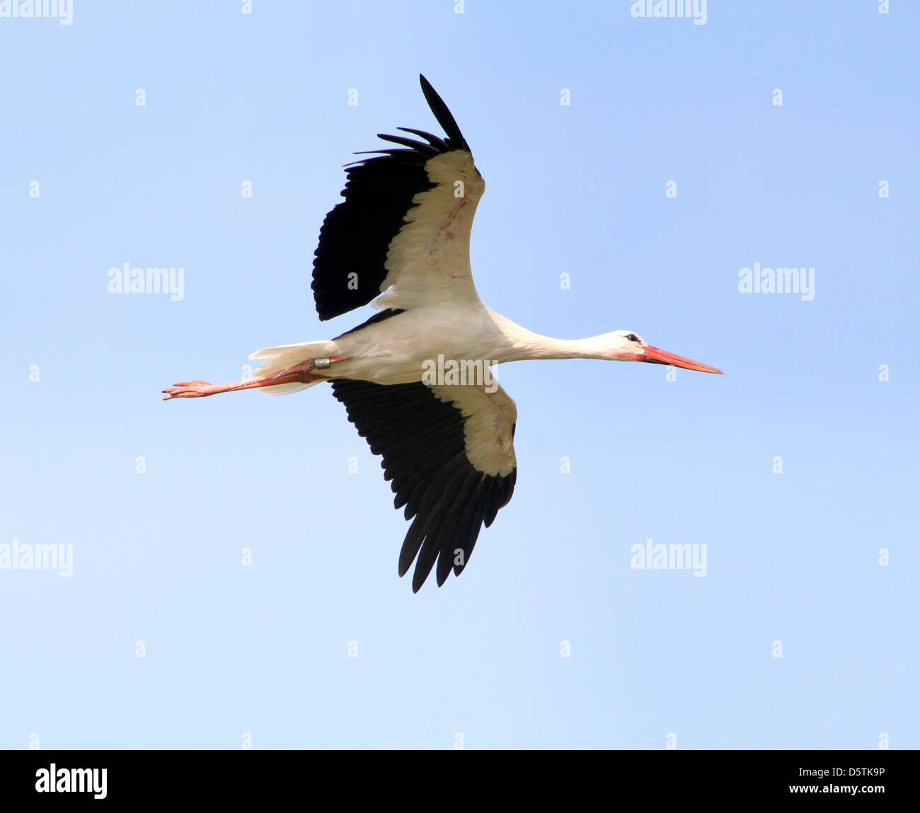 White Stork (Ciconia ciconia) in  flight against a blue sky (dozens of images in series) Stock Photo