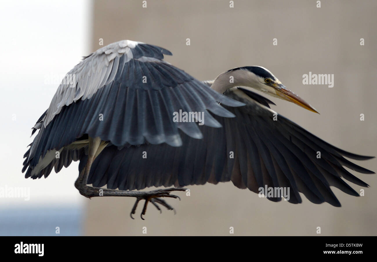 A Grey Heron apporaches for landing on a railing next to the Dome in Berlin, Germany, 27 November 2012. Photo: RAINER JENSEN Stock Photo