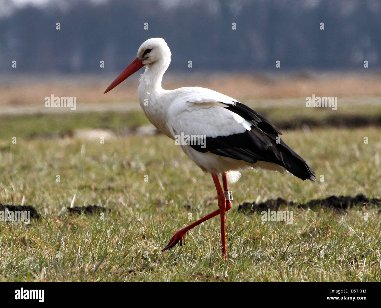 Storch Cigogne Bird Hi res Stock Photography And Images Alamy