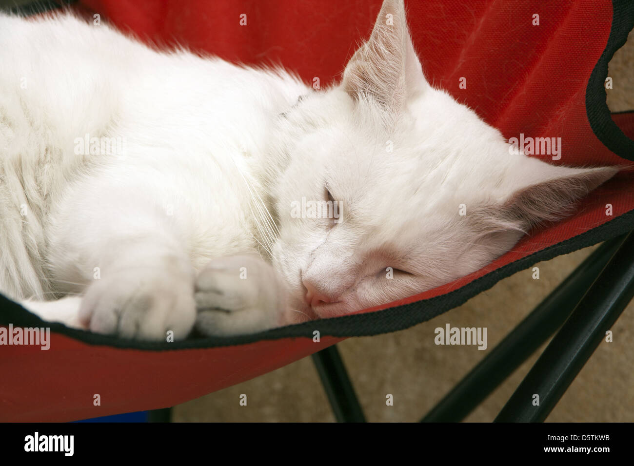 chilling cat Stock Photo