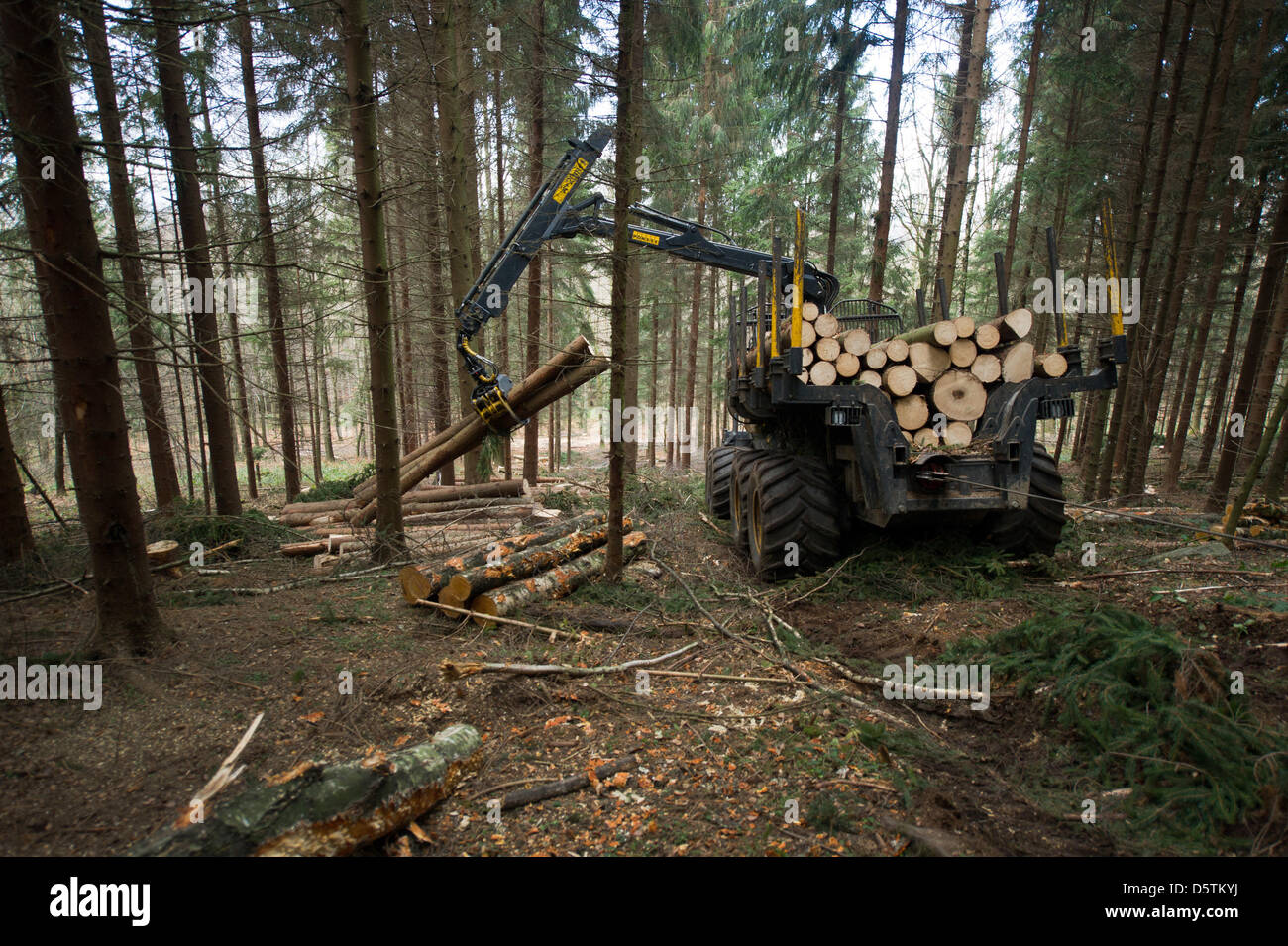 A forwarder vehicle collects wood during the timber harvest by the Saxon State Forestry Service in the Unger forest district near Neustadt, Germany, 26 November 2012. Around 1.5 hectares and 10 percent of the area of the forest district will be thinned according to plan. Almost 80,000 cubic meters of wood with a value of around 4.2 million euros will be harvested. Photo: Arno Burgi Stock Photo