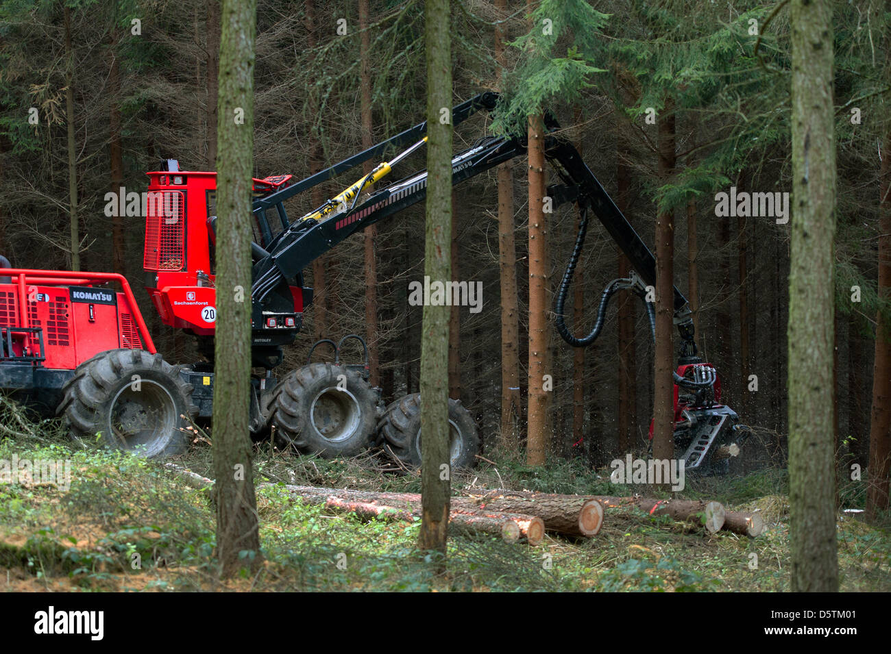A harvester, a special logging vehichle for felling, delimbing and bucking trees, cuts down a spruce during the timber harvest by the Saxon State Forestry Service in the Unger forest district near Neustadt, Germany, 26 November 2012. Around 1.5 hectares and 10 percent of the area of the forest district will be thinned according to plan. Almost 80,000 cubic meters of wood with a val Stock Photo