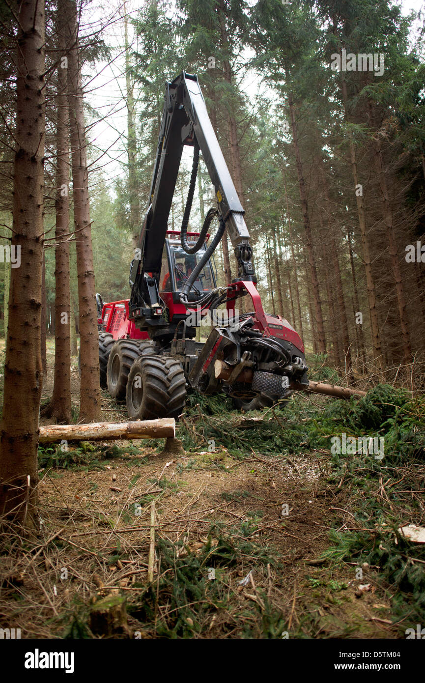 A harvester, a special logging vehichle for felling, delimbing and bucking trees, cuts down a spruce during the timber harvest by the Saxon State Forestry Service in the Unger forest district near Neustadt, Germany, 26 November 2012. Around 1.5 hectares and 10 percent of the area of the forest district will be thinned according to plan. Almost 80,000 cubic meters of wood with a val Stock Photo