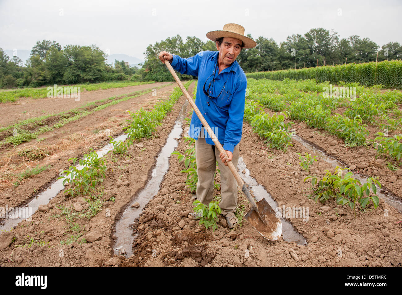 Farm worker tending flood irrigation on a fruit tree nursery in Chile, South America  Stock Photo