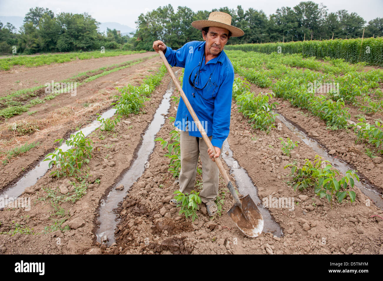 Farm worker tending flood irrigation on a fruit tree nursery in Chile, South America  Stock Photo