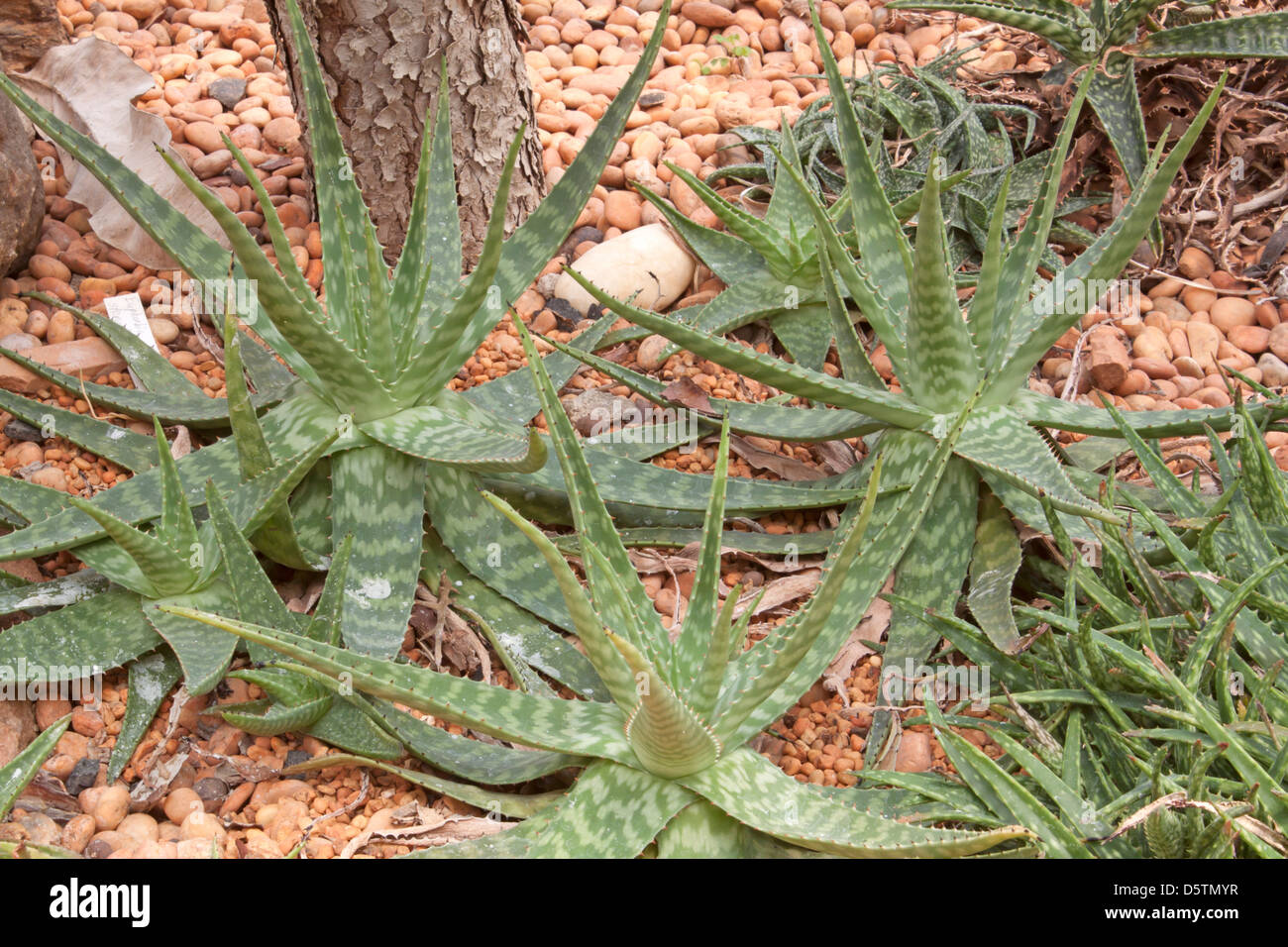 medicinal aloe vera plant to scald burns Stock Photo Alamy
