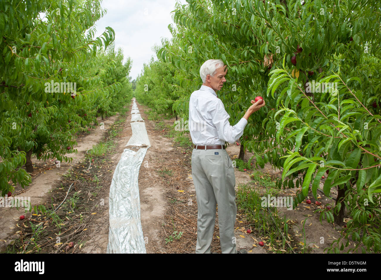 Man picking fruit on tour on a fruit farm in Chile, South America  Stock Photo