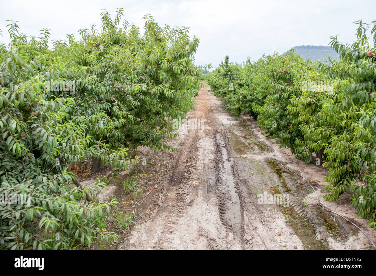 Fruit trees on a fruit farm in Chile, South America  Stock Photo