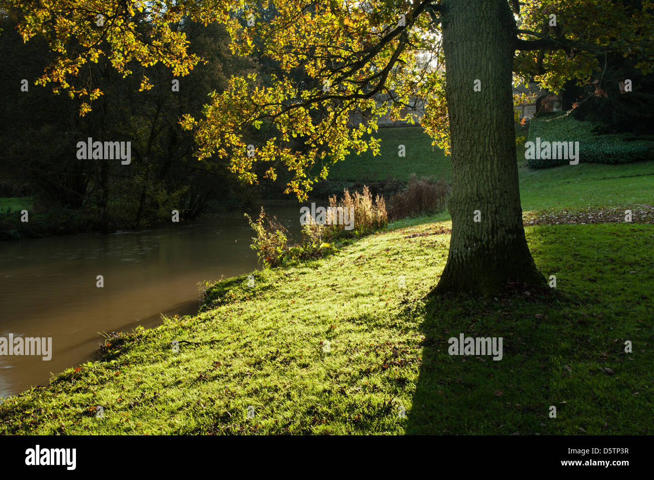 The backlit autumnal leaves and mature Oak tree, beside the River Cherwell in the grounds of Rousham House, Oxfordshire, England Stock Photo