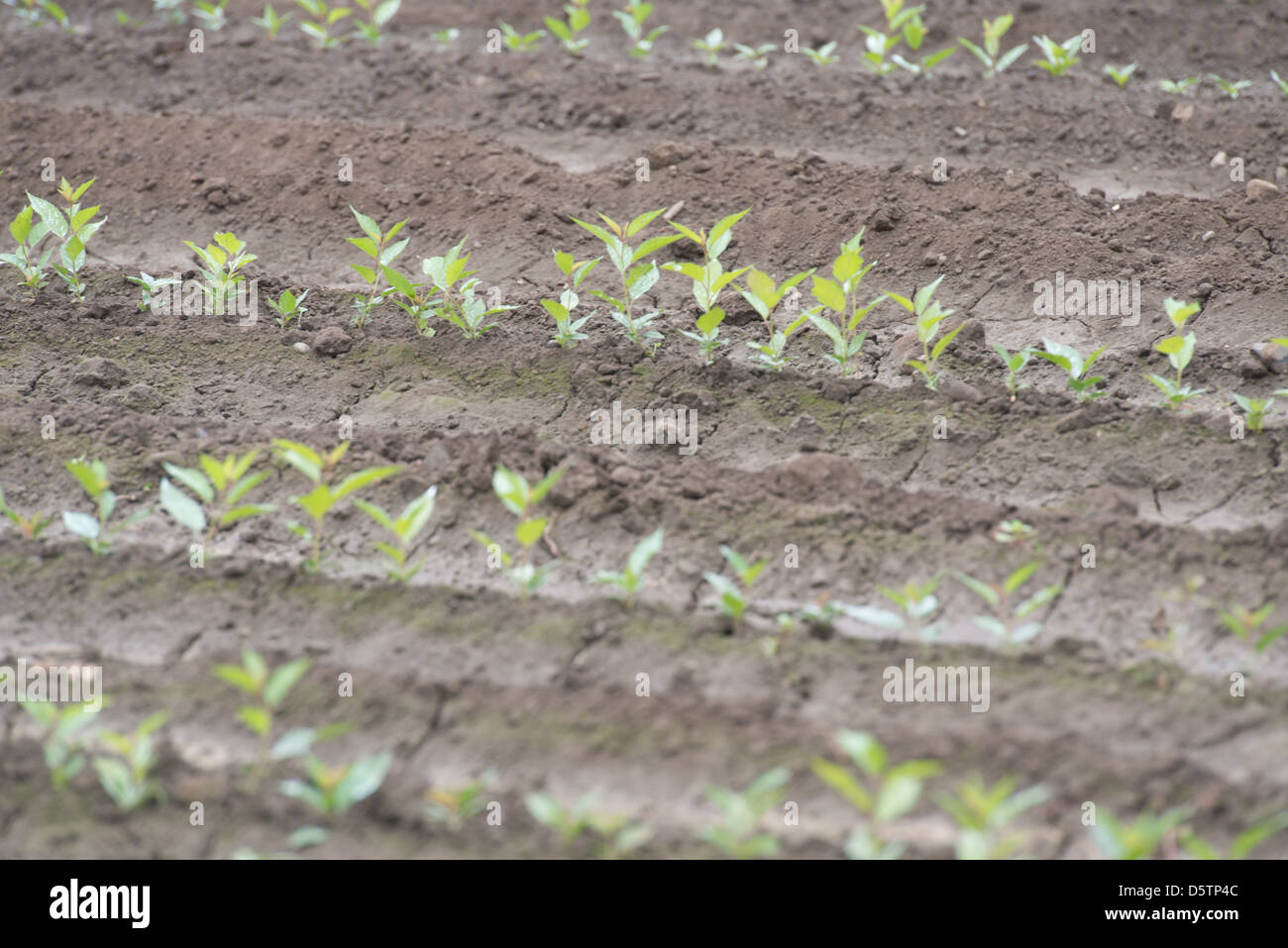 Rows of seedlings a fruit farm in Chile, South America  Stock Photo