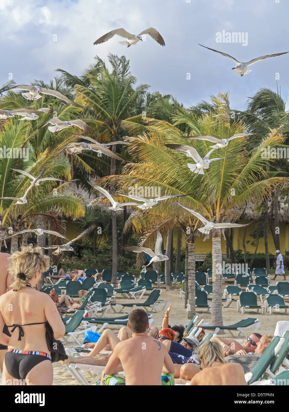 Birds Flying On The Beach Mexico Stock Photo