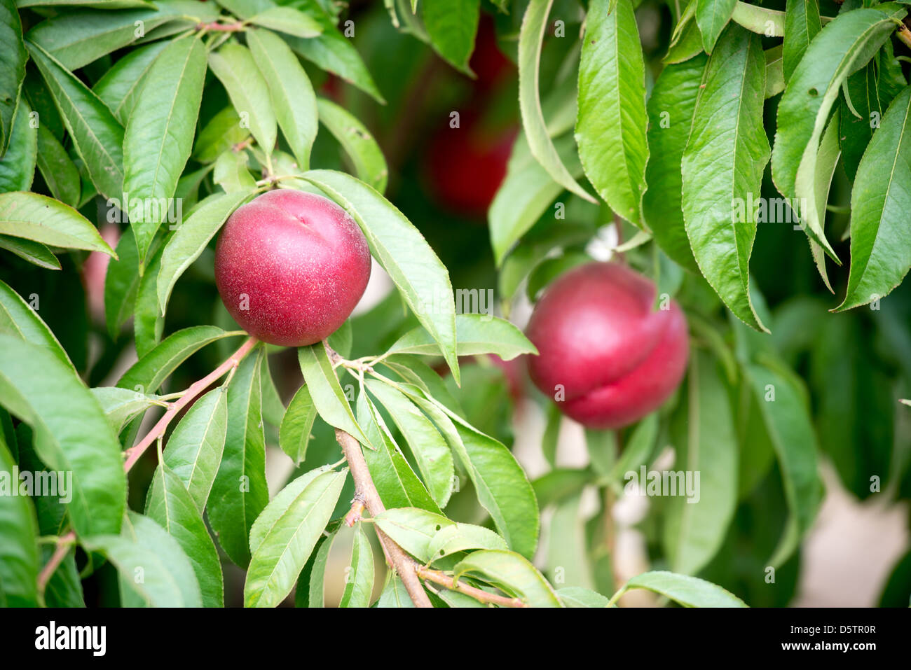 Plum trees on a fruit farm in Chile, South America Stock Photo Alamy