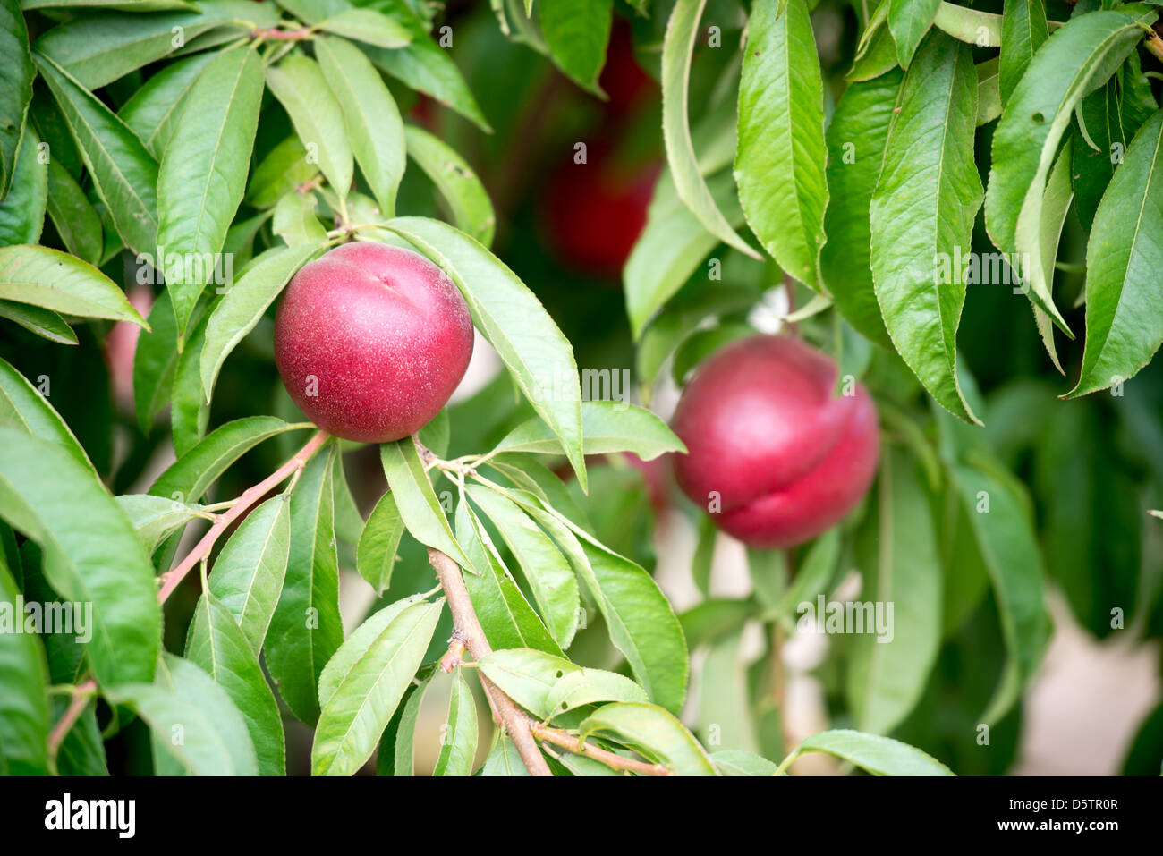 Stone fruit trees hi-res stock photography and images - Alamy