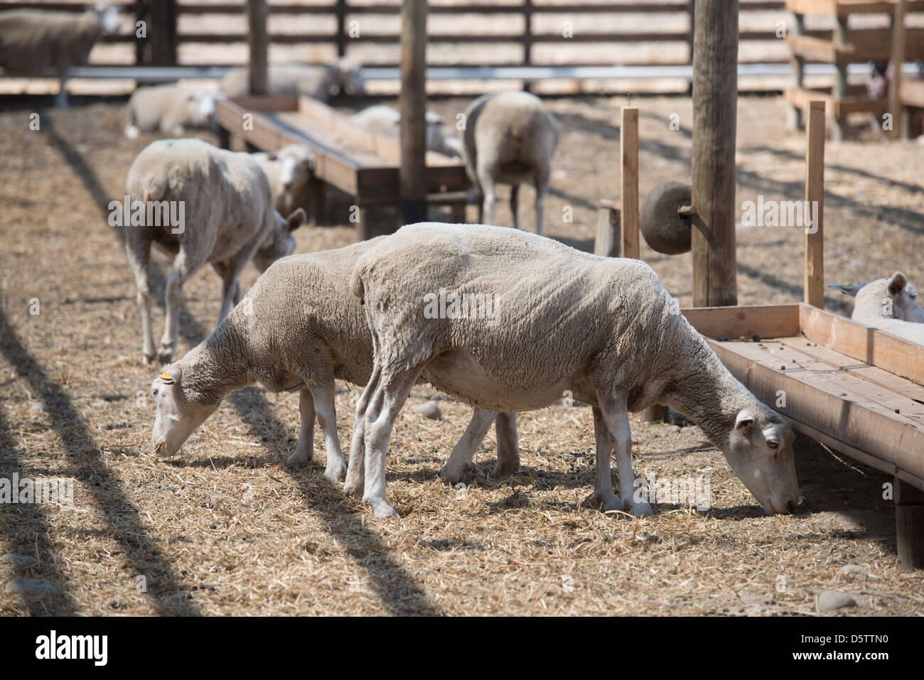 Flock of sheep on a farm in Rancagua, Chile  Stock Photo