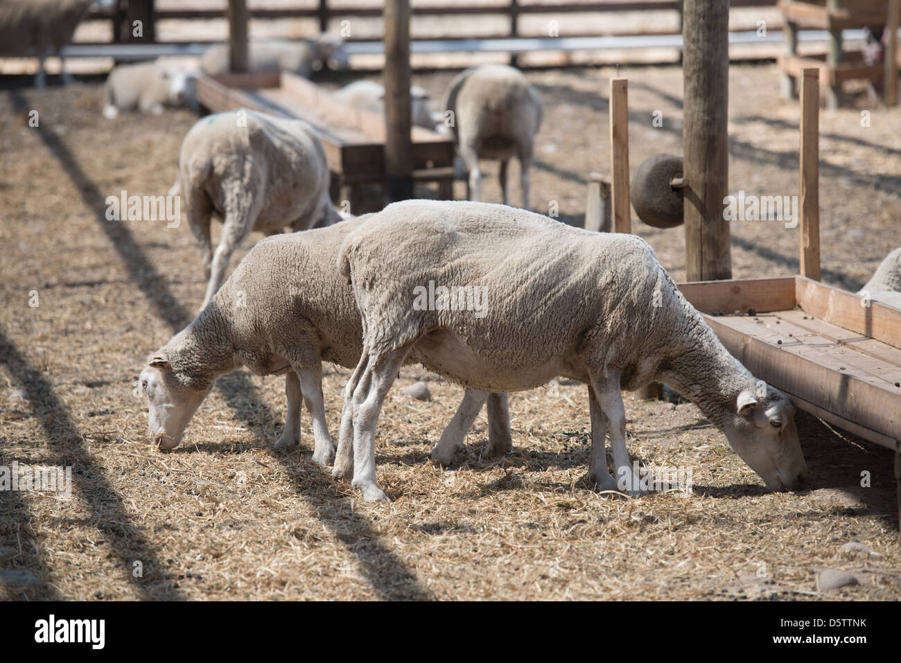 Flock of sheep on a farm in Rancagua, Chile  Stock Photo