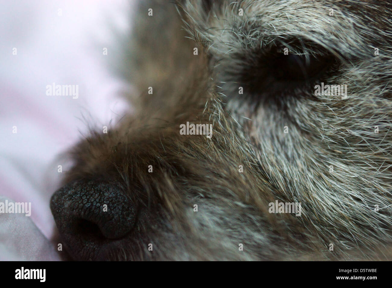 border terrier sleeping bed quilt dog face Stock Photo Alamy