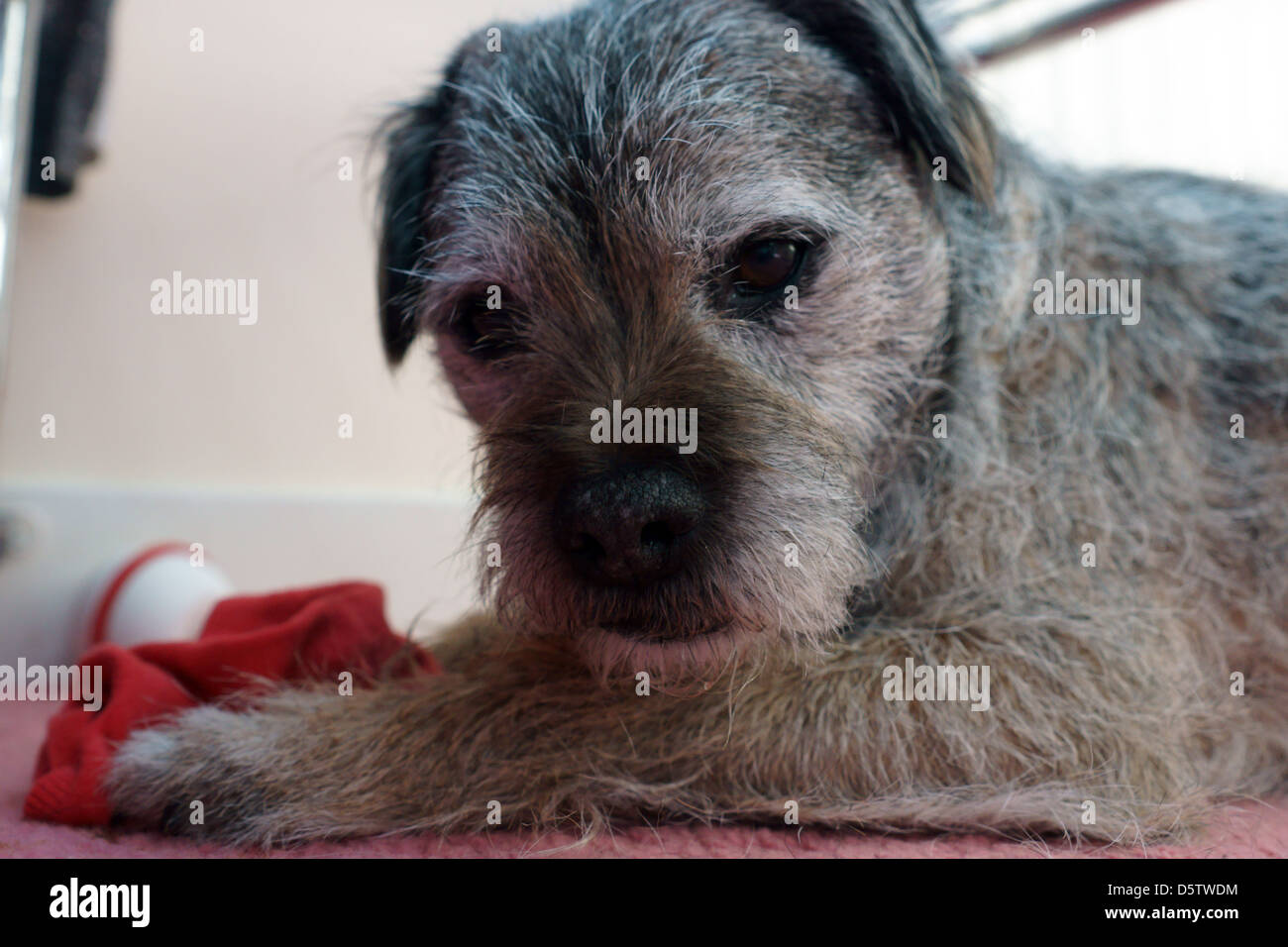 dog chewing playing with a red sock on a carpet in a bedroom Stock