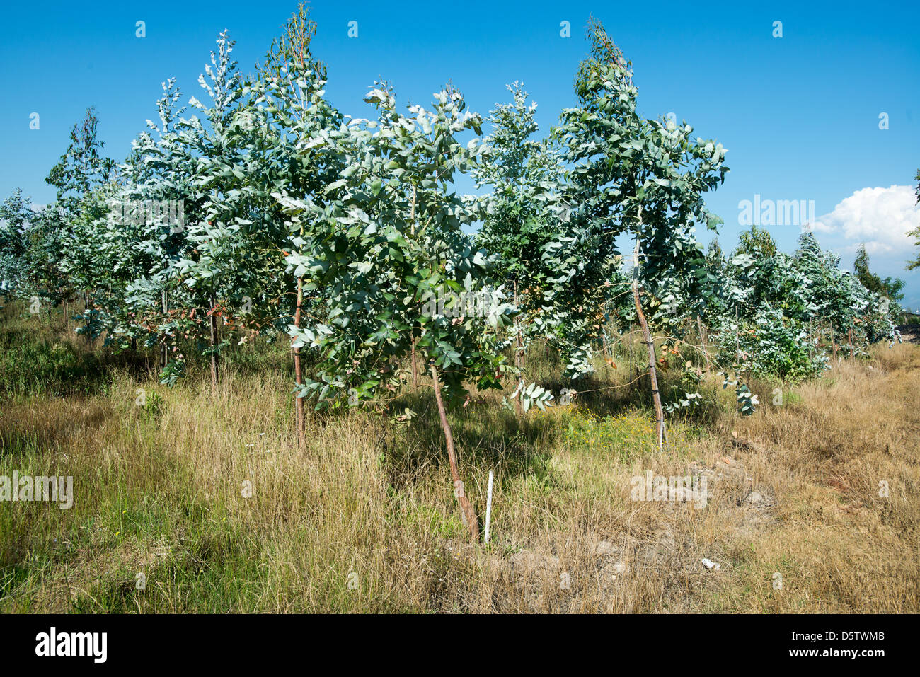 Eucalyptus Trees on an orchard in Rancagua, Chile  Stock Photo
