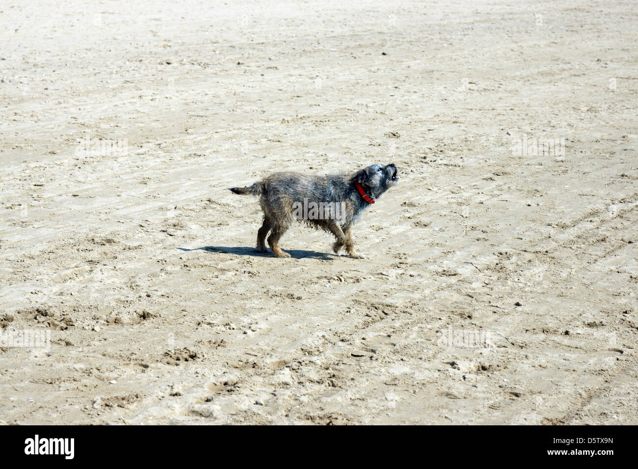 dog howling beach windy ears flapping happy Stock Photo