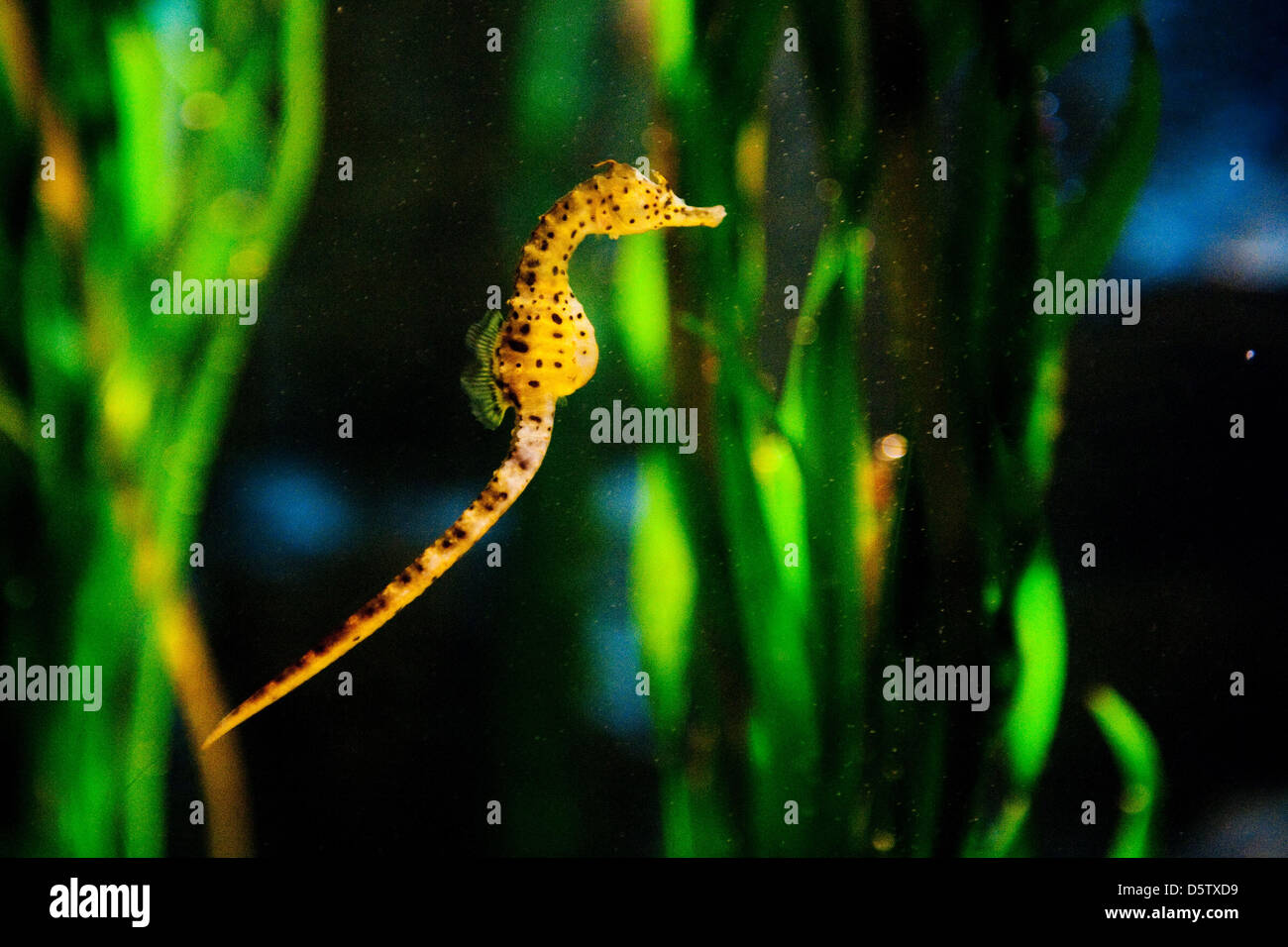 An eight centimeter long male big-belly seahorse (Hippocampus abdominalis) swims in an aquarium at Sea Life in Berlin, Germany, 27 September 2012. The seahorse was born on 23 November 2011 and was united with his comrades on 27 September 2012. Photo: ROBERT SCHLESINGER Stock Photo