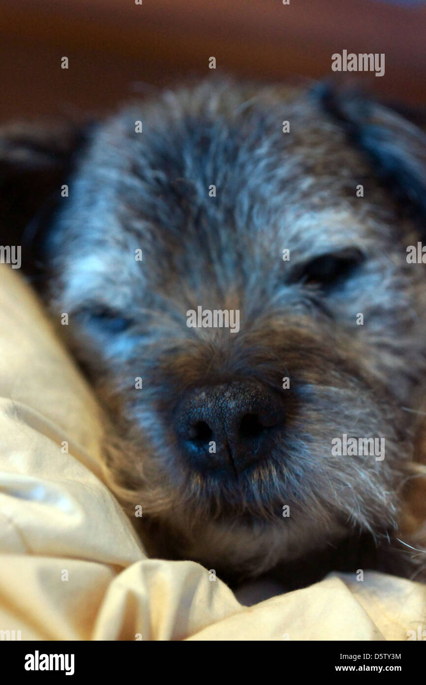border terrier sleeping bed quilt dog face Stock Photo Alamy