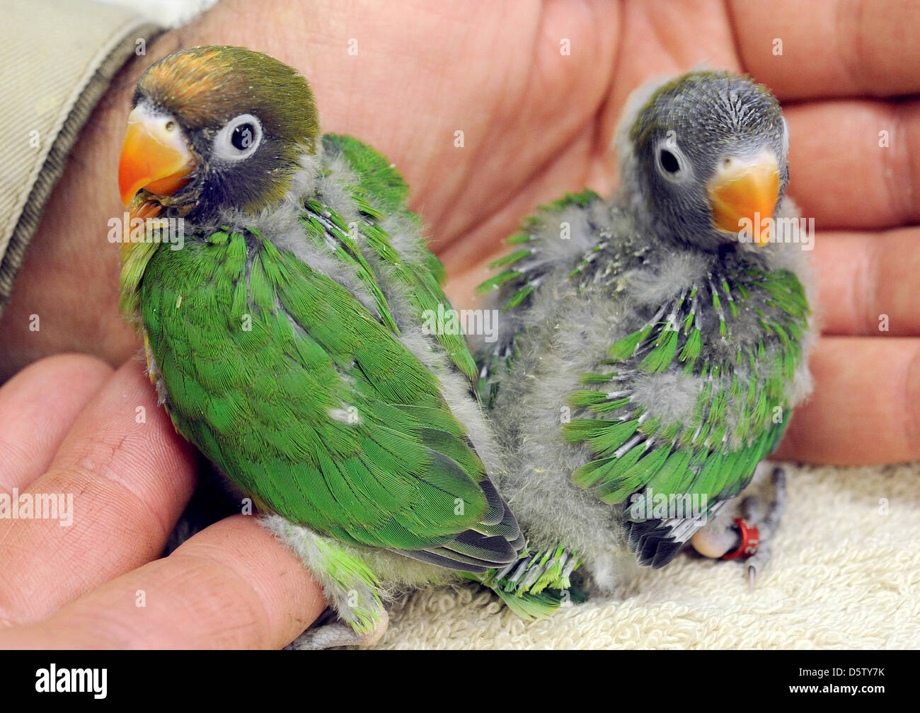 Philippines Lutino Fischer Lovebirds For Sale Peach Faced Lovebird Baby  Lovebirds For Sale Baby Lovebirds For, image size:1300x1008