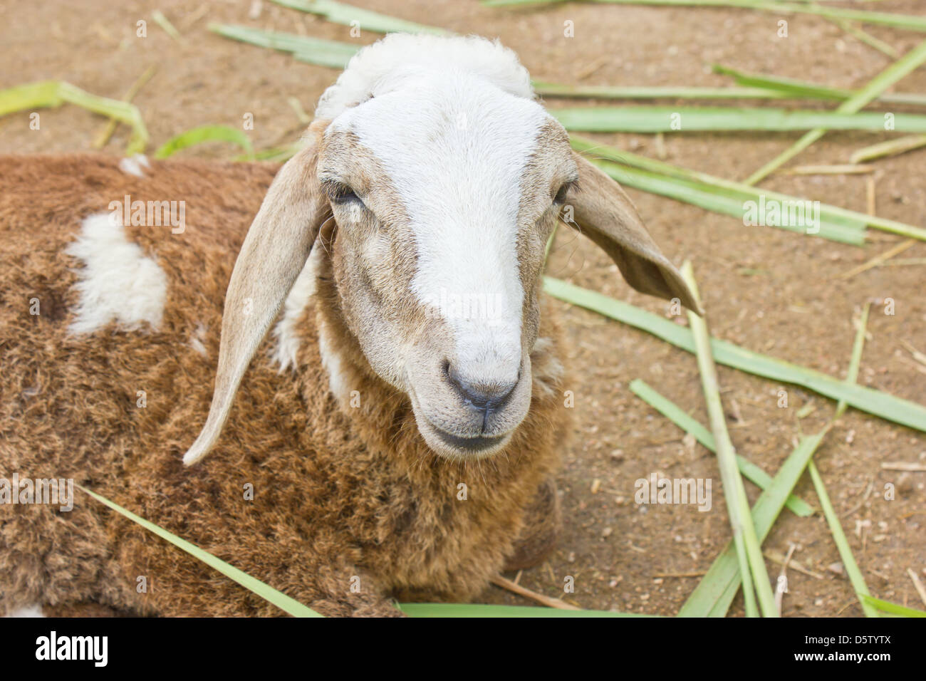 Close up of Sheep. Stock Photo