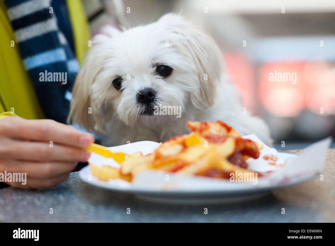 Can a dog eat french fries sales