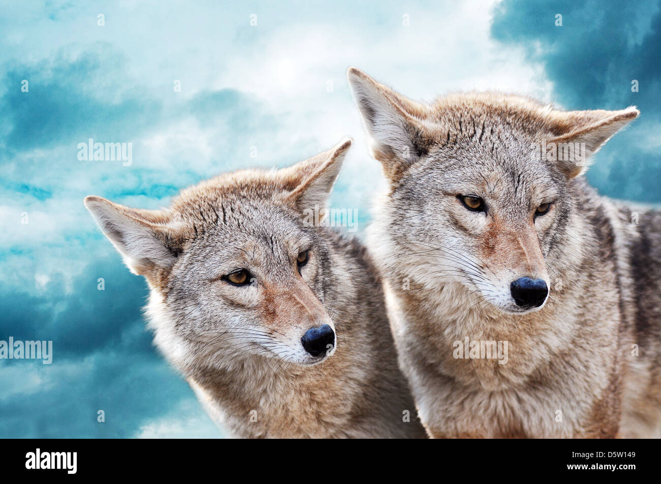 Coyote pair against the blue winter sky. Animals in the wild. Stock Photo
