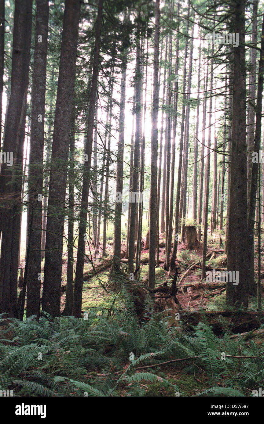 Douglas fir tree forest Pacific Northwest Oregon,forest,evergreen