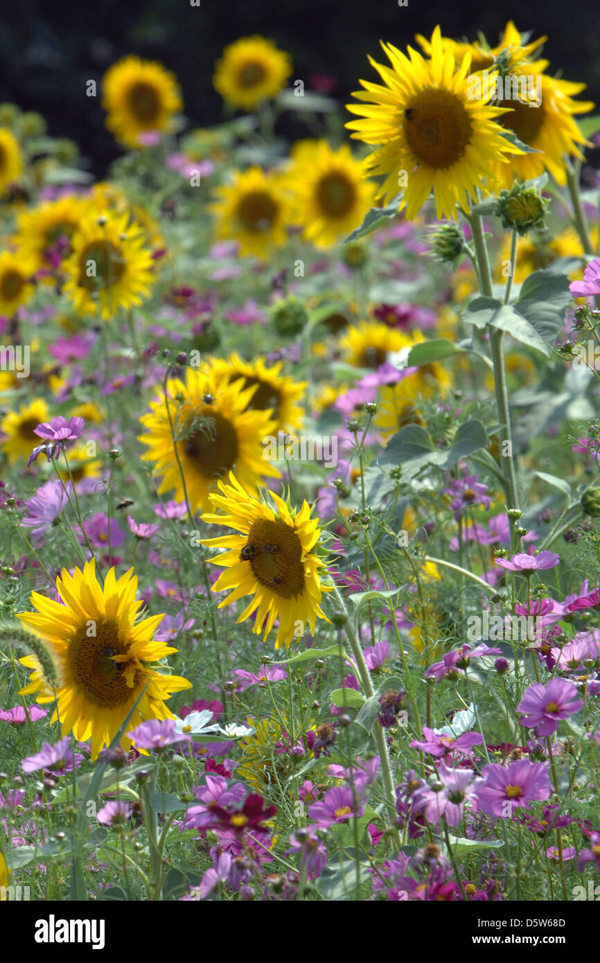 Sunflowers, Helianthus annuus,annual plant native to Americas