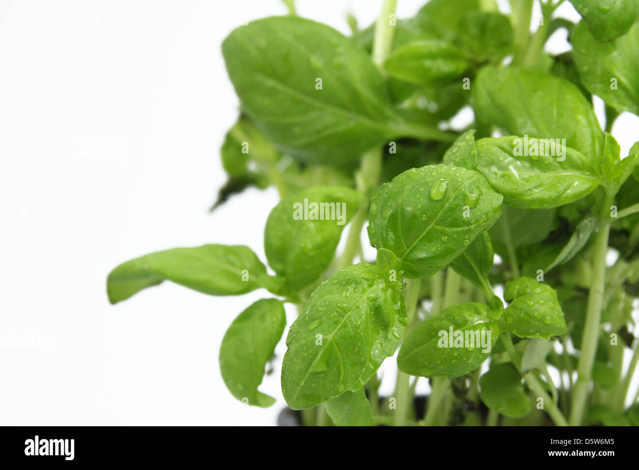 Fresh green basil isolated on white background Stock Photo - Alamy