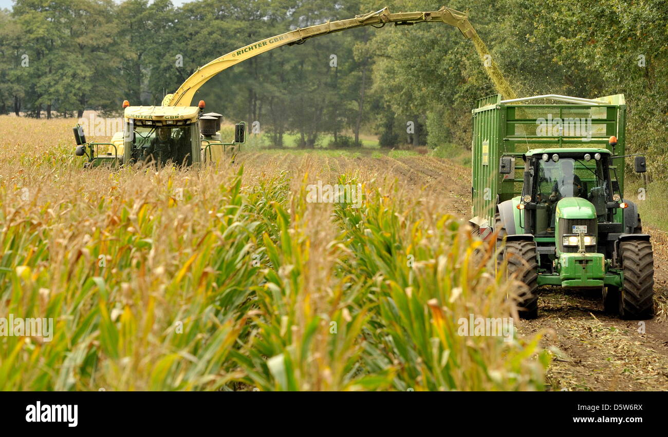 A shredder harvests and cuts corn on a field near Ebstorf, Germany, 03 October 2012. The cut maize silage is used for bigas production. Photo: PHILIPP SCHULZE Stock Photo